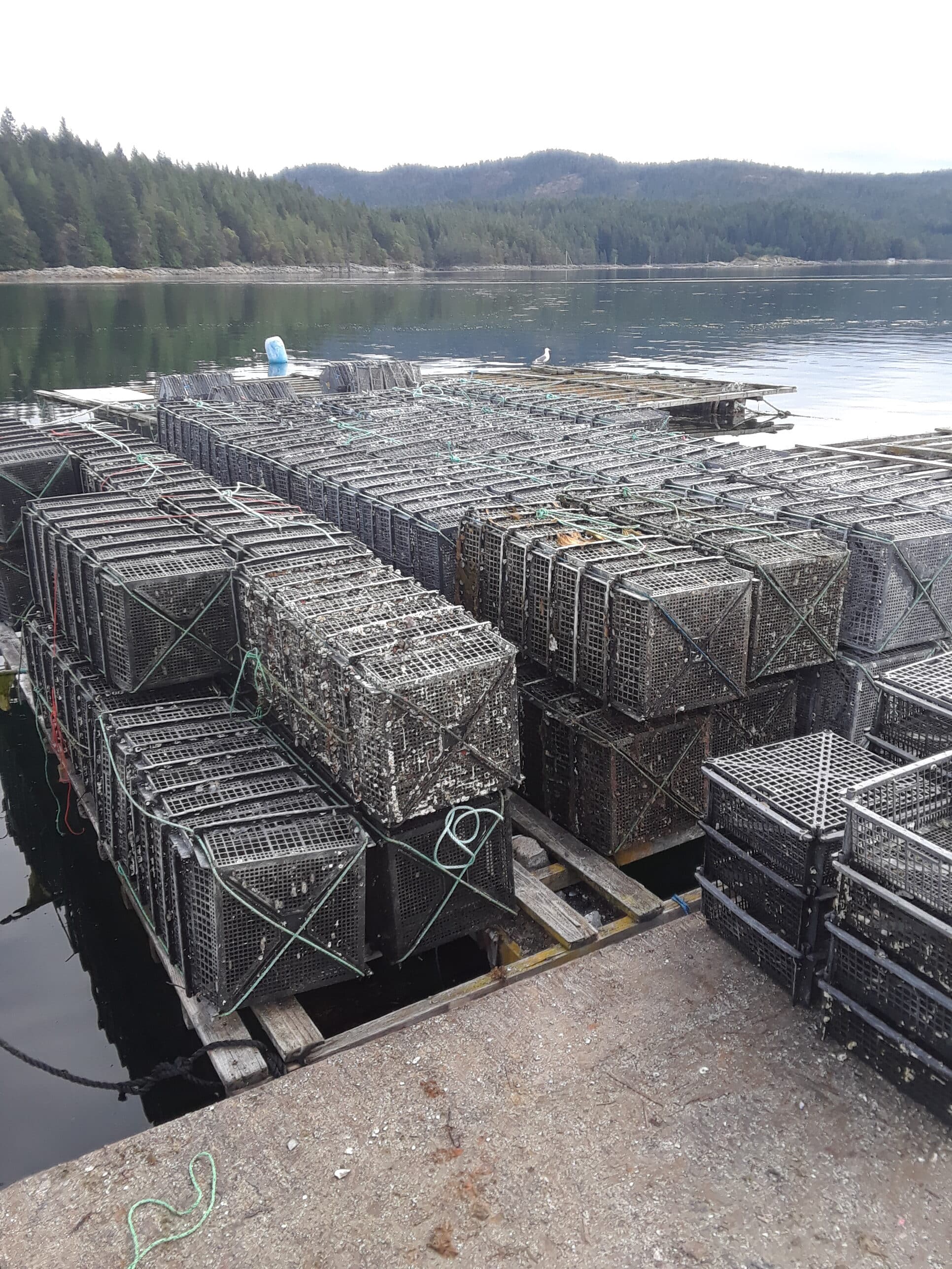 BCSGA BC Shellfish Growers Association