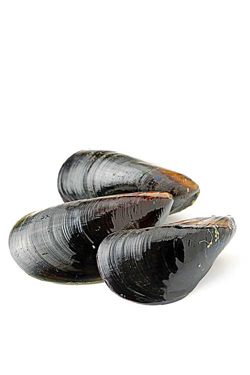 A picture of Mussels