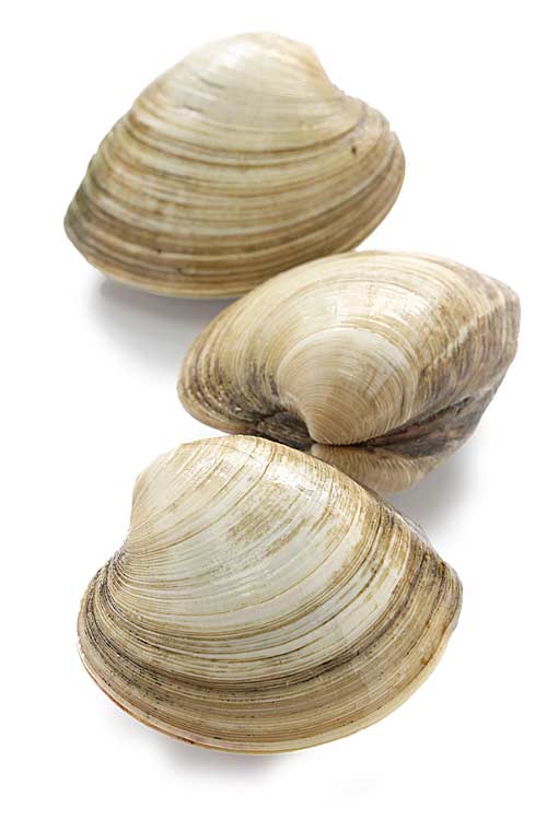 A picture of Clams