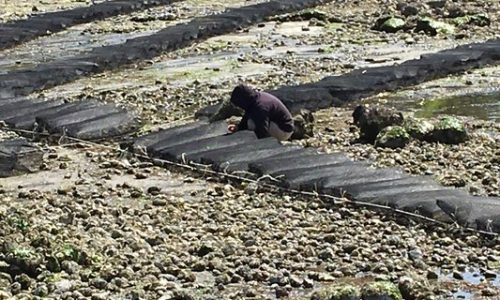 BCSGA launches Shellfish Farm Environmental Program (or SHEP)