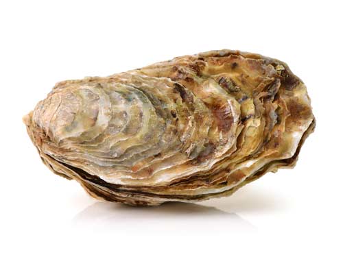 An oyster