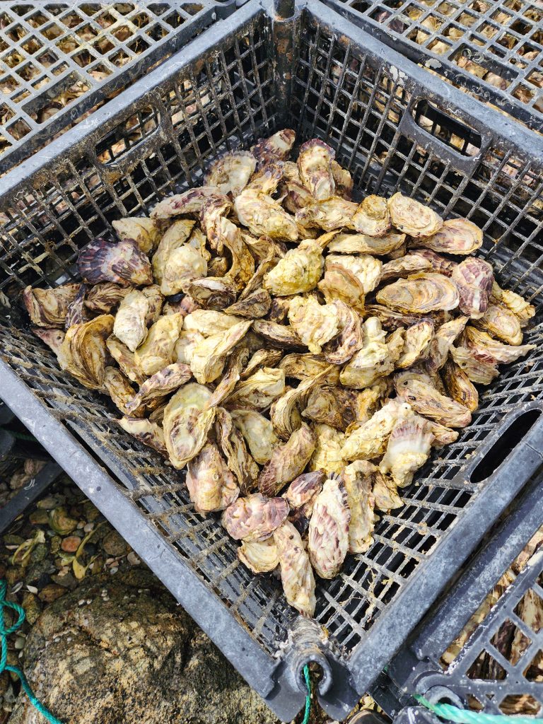 Oysters and Scallops