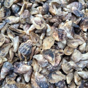 Oyster Seed Available