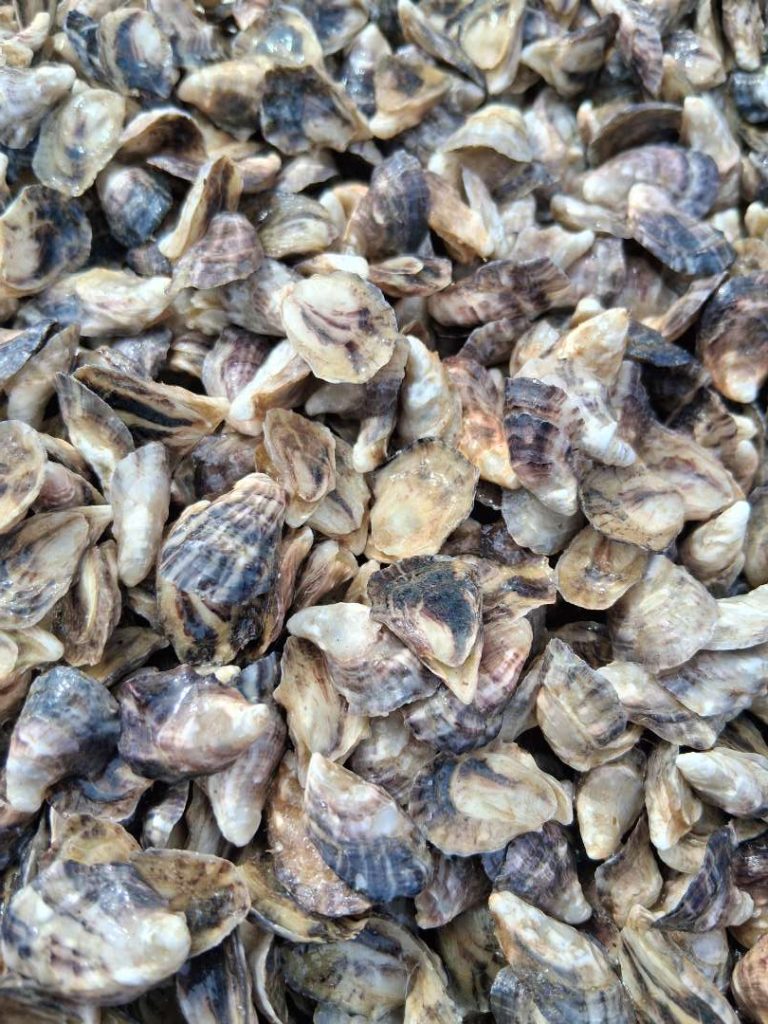Oyster Seed Available